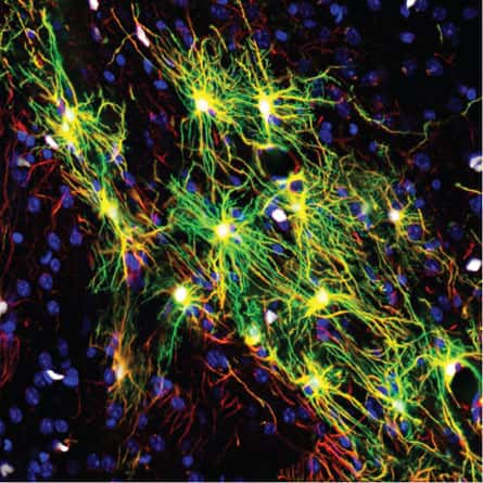 Des astrocytes humains (en vert et jaune) dans le cerveau de souris (dont les noyaux des cellules endogènes sont en bleu). Les cellules gliales représentent presque 90 % des cellules cérébrales, les neurones comptant pour les 10 % restants seulement. © Han <em>et al.</em>, <em>Cell Stem Cell</em>
