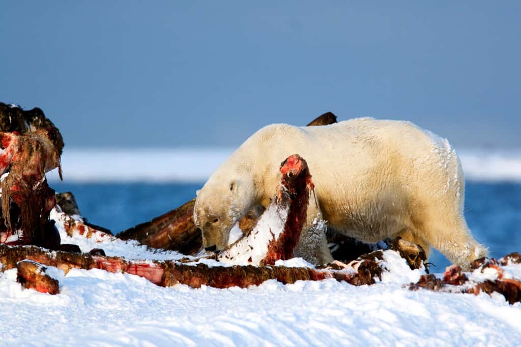 Les ours polaires (<em>Ursus maritimus</em>) sont inscrits dans l'annexe II de la Cites. Leur commerce, ou celui de leurs produits dérivés, est donc fortement régulé, mais pas interdit. © Blake Matheson, Flickr, cc by nc 2.0
