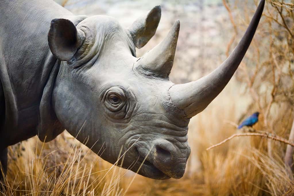 Les rhinocéros peuvent mesurer quatre mètres de long pour deux mètres de haut et peser jusqu'à trois tonnes. Leurs accouplements peuvent durer plus de 30 minutes, ce qui justifierait les croyances portées sur les vertus de leurs cornes en Asie. © Thomas Hawk, Flickr, cc by nc 2.0