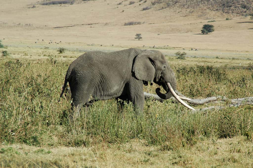 Les éléphants font principalement l'objet d'un commerce illégal pour leur ivoire. Certains collectionneurs aiment également posséder des animaux, ou certains de leurs appendices, naturalisés. Les efforts de préservation entrepris depuis plusieurs années n'arrivent pas à enrayer le braconnage dont cet animal est victime. © dremsem, Flickr, cc by nc 2.0