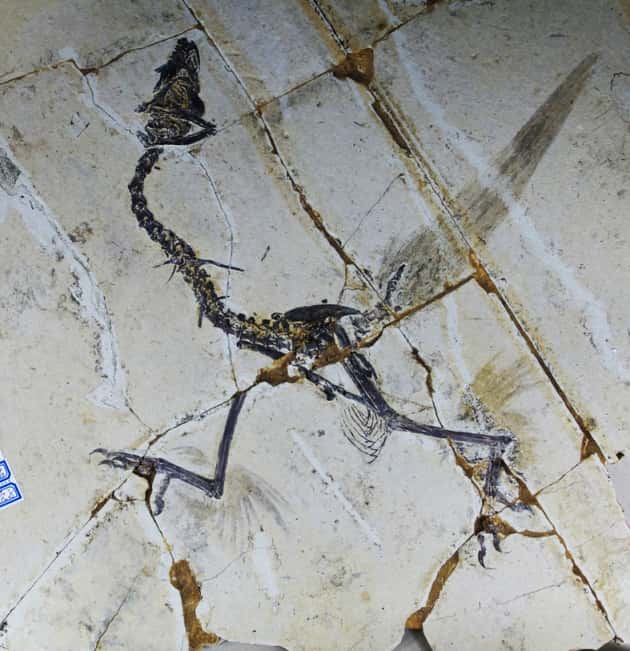 Ce fossile de <em>Sapeornis</em>, un des tout premiers oiseaux, a été exhumé en Chine. Ses membres antérieurs ne sont pas visibles. En revanche, des traces trahissent la présence de longues plumes autour des pattes arrière, voilà plus de 100 millions d'années. © <em>Science</em>, AAAS