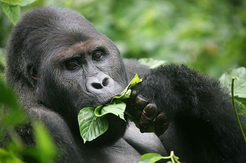 Le gorille des plaines de l'est (<em>Gorilla beringei graueri</em>) ne vit qu'au Congo. C'est le plus grand singe au monde, et sa population aurait décliné de 50 à 80 % depuis les années 1990. © ICCN