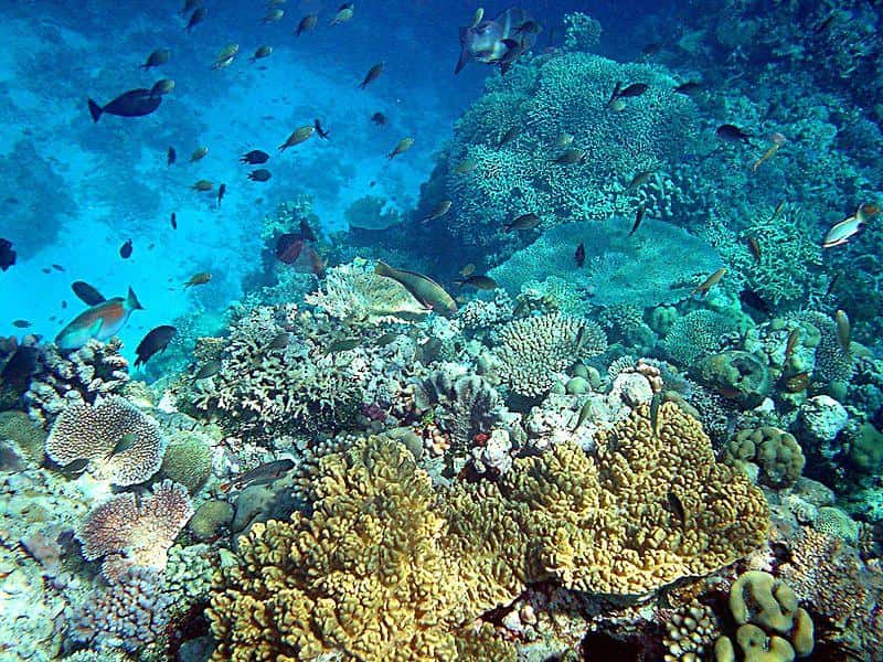 En Nouvelle-Guinée, les récifs fossiles du Pléistocène sont aussi riches en espèces que ceux d’aujourd’hui, malgré une baisse du niveau marin de 120 mètres. © Mila Zinkova, cc by sa