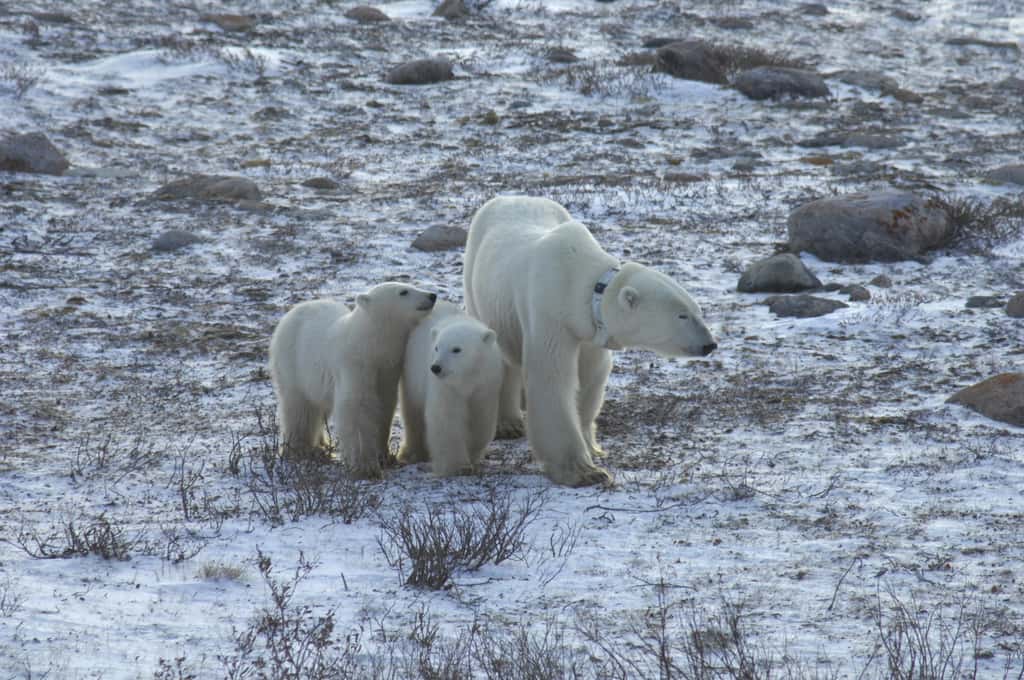 Une ourse polaire adulte porte un collier GPS. Elle attend avec ses deux oursons de dix mois que la glace de mer se reforme dans l'ouest de la baie d'Hudson, dans le Manitoba, au Canada. © Andrew Derocher, <em>University of Alberta</em>