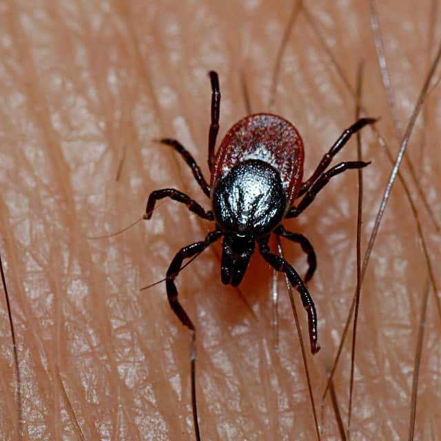 La maladie de Lyme est transmise par des morsures de tique. Ces dernières sont logées dans les zones herbeuses et boisées, et sont susceptibles de mordre les promeneurs. © dr-relling, Flickr, cc by 2.0