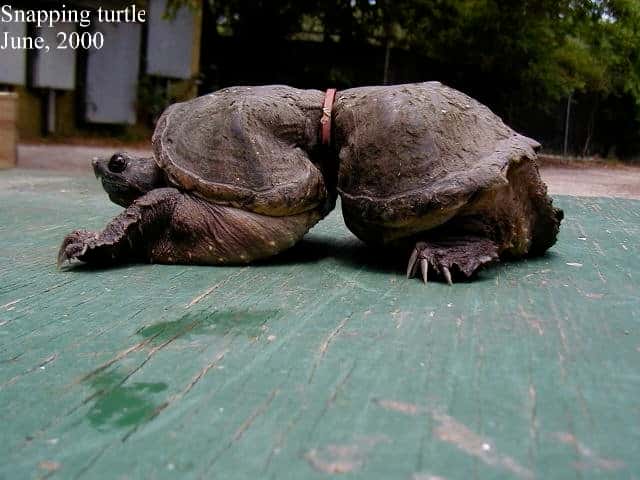Cette tortue serpentine (<em>Chelydra serpentina</em>) a un jour croisé la route d'un rond de plastique issu d'une bouteille de lait. N'ayant jamais réussi à s'en débarrasser, son corps a dû s'adapter. © <em>Algalita Marine Research Institute</em>