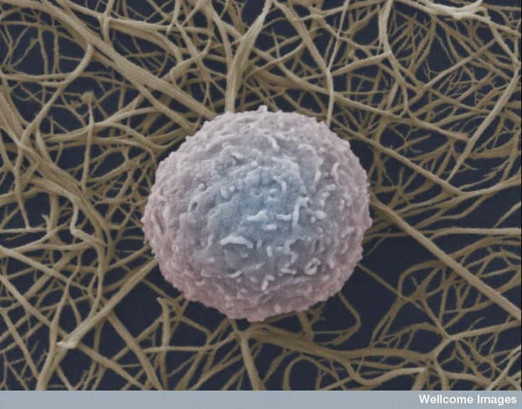 Les globules blancs, ou cellules immunitaires, interviennent dans la lutte contre les infections. Ils comportent différents types cellulaires, dont les lymphocytes et les macrophages. Ces derniers sont impliqués dans le contrôle du taux sanguin de globules rouges. © Anne Weston, Wellcome Images, Flickr, cc by nc nd 2.0