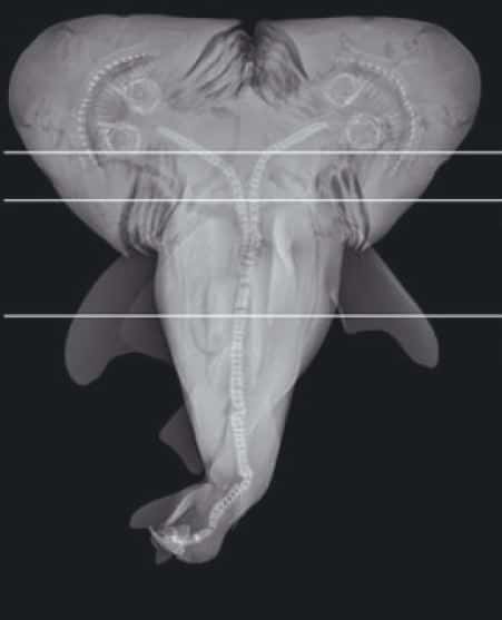 La radiographie du requin. On observe que la colonne vertébrale de l'animal se divise en deux et forme deux têtes. Ces requins siamois avaient chacun un cœur, un estomac et une tête. © C. M. Wagner <em>et al</em>, <em>Journal of Fish Biology</em>