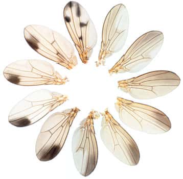 Évolution de la coloration des ailes de drosophiles (à lire dans le sens des aiguilles d'une montre, à partir de l’aile en haut à droite). © N. Gompel et B. Prud'homme
