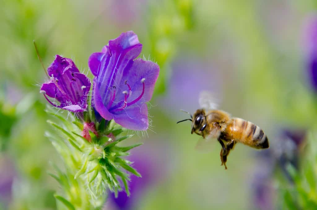 Selon une nouvelle étude, cette abeille pourrait théoriquement utiliser le champ électrique qu'elle génère en volant pour communiquer avec des congénères. © Supersum (off), Flickr, cc by sa 2.0