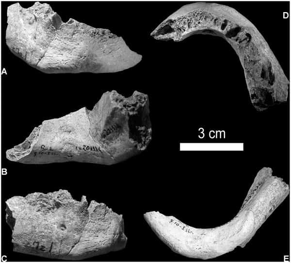 Restes de la mandibule de l'Homme de Néandertal découvert à Riparo Mezzena, un abri sous roche du Paléolithique moyen, dans le Lessini Monti en Italie. La protubérance du menton suggère une parenté avec <em>Homo sapiens. </em>©<em> </em>Silvana Condemi <em>et al.</em>, <em>Plos One</em>