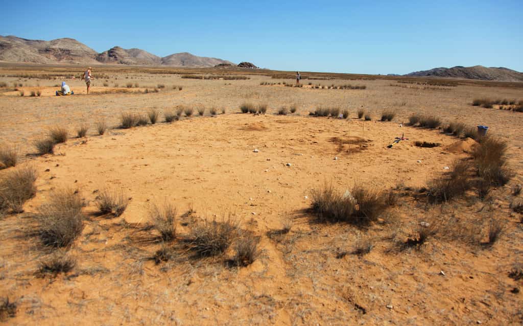 En période de sécheresse, de nombreux animaux herbivores sont probablement heureux de trouver de la végétation en bordure des cercles de fées namibiens. Ils peuvent remercier les termites à l'œuvre dans le sous-sol. © Norbert Jürgens