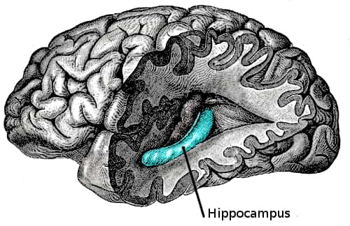 Ce dessin permet de localiser l'hippocampe dans le cerveau, bordé sur une partie par le gyrus denté, trop petit pour être représenté ici. Pourtant, il est le siège de nos clés retrouvées. © <em>Gray's Anatomy</em>, Henry Gray, Wikipédia, DP