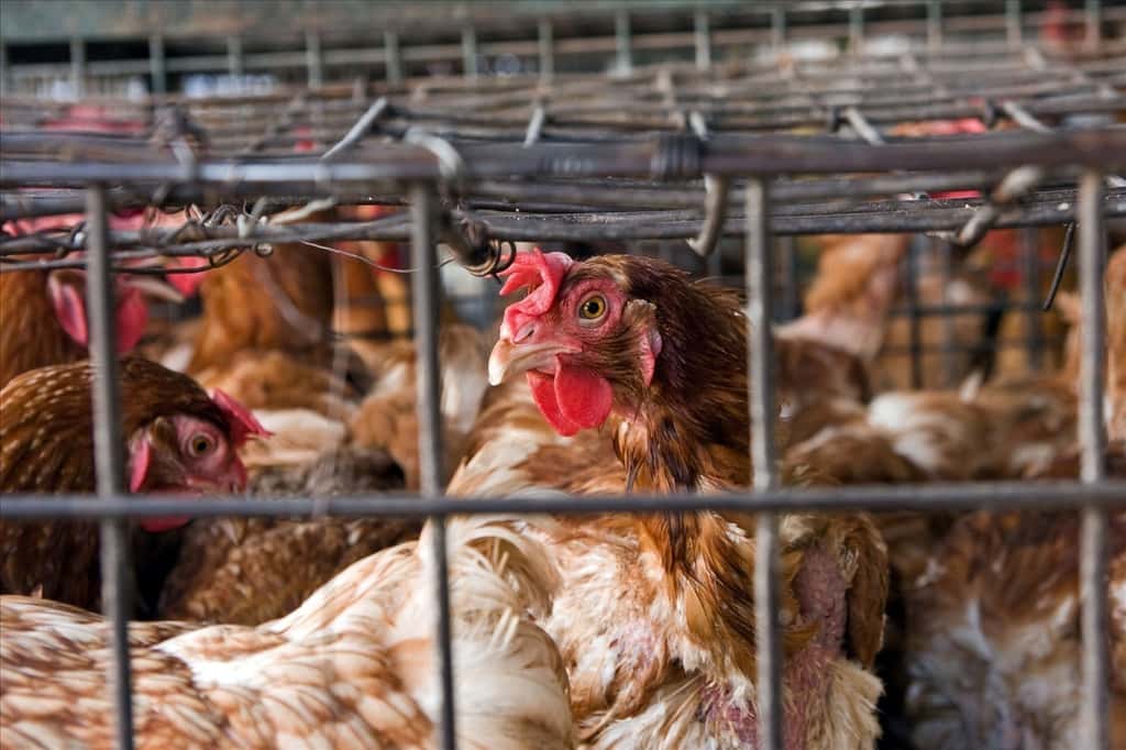La Chine est un pays plutôt vulnérable face à la grippe aviaire. En effet, s'il est le territoire le plus peuplé du monde, il détient également le record du nombre de volailles qui y sont élevées. © Anna Strumillo, Fotopédia, cc by nc nd 3.0