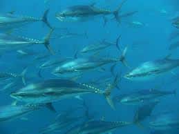 L'huile de poisson est obtenue à partir des tissus biologiques de poissons gras, comme le thon. © Tome Puchner, flickr, cc by nc nd 2.0