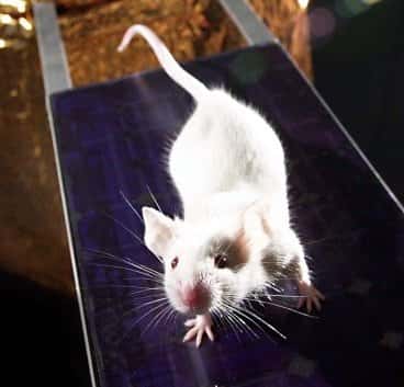Les souris sont largement utilisées dans les laboratoires de recherche. Des chercheurs ont notamment observé un changement de leur personnalité avec une flore intestinale modifiée. © Rama, Wikimedia Commons, cc by sa 3.0