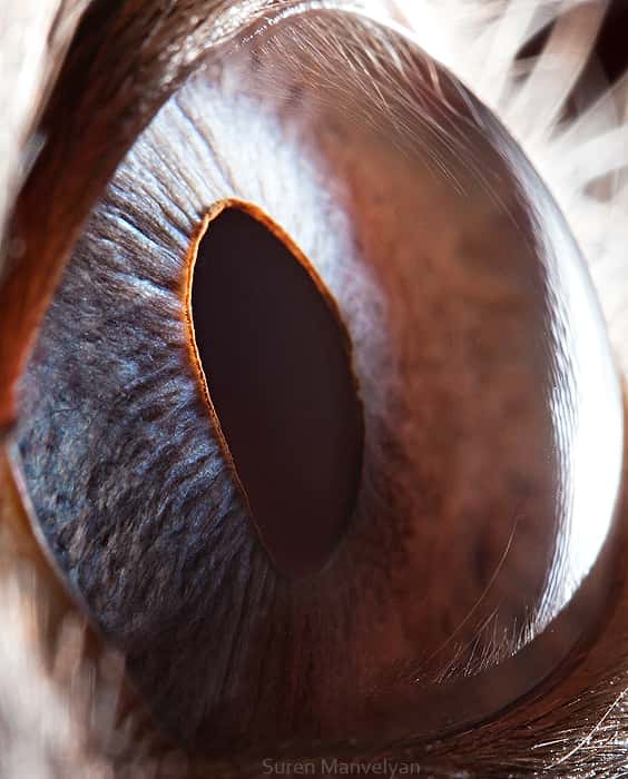 L'œil d'un chat siamois. Les chats ont une membrane réfléchissante très efficace permettant la vision de nuit. © Suren Manvelyan