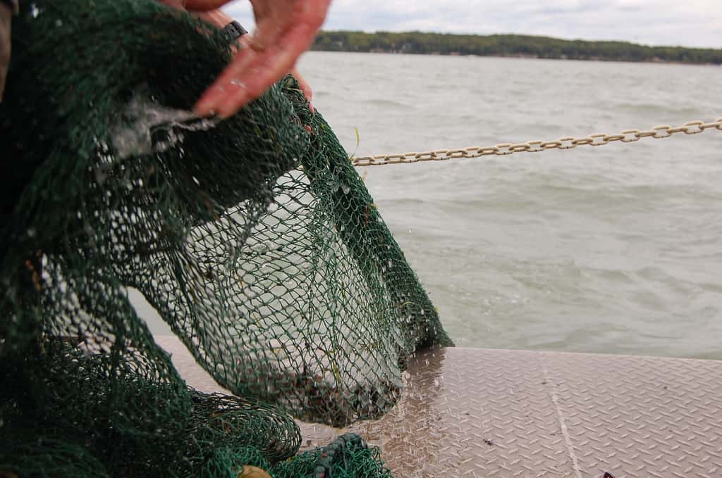 Les prises de pêche peuvent être sous-déclarées pour différentes raisons, par exemple quand elles ont été réalisées en dehors de tout cadre légal. Dans d’autres cas, déclarer moins de prises permet tout simplement de payer moins de redevances au pays d’accueil. © <em>Ohio Sea Grant and Stone Laboratory</em>, Flickr, cc by nc 2.0