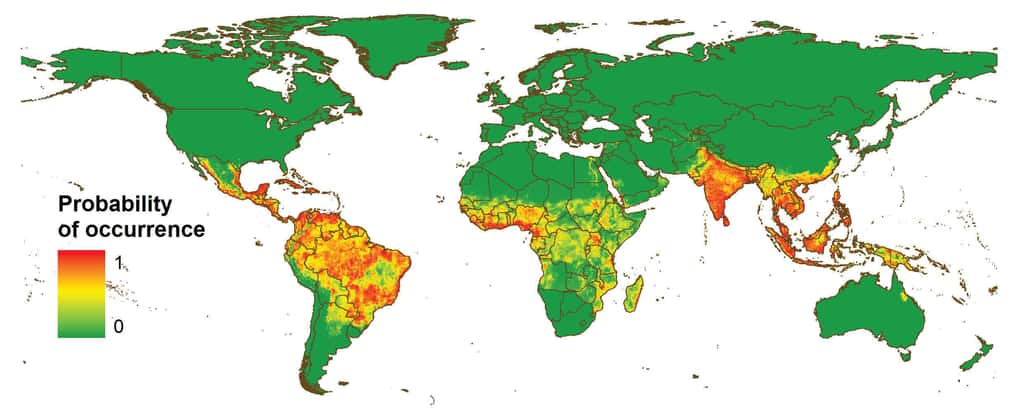 Cette carte présente la probabilité d'occurrence de la dengue dans le monde. Plus on tend vers le rouge, plus elle est élevée. L'Inde est le pays le plus touché au monde. L'Occident, en revanche, semble bien épargné. © Simon Hay <em>et al.</em>, <em>Nature</em>
