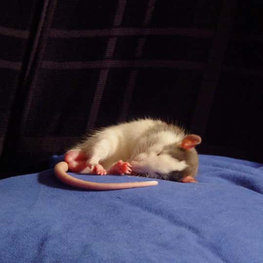 Certains rats sont plus enclins que d'autres à courir... ou à dormir. Cela tiendrait aux gènes. © Mayoofka, deviantart.com, cc by sa 3.0