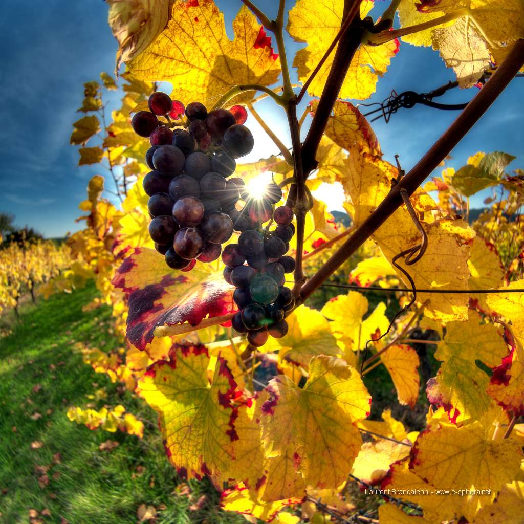 En 2010, la France comptait 788.000 hectares de vignes exploités par 87.400 agriculteurs. © Laures73, Flickr, cc by nc sa 2.0