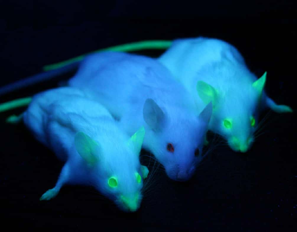 Deux souris qui portent un gène codant pour une protéine fluorescente entourent une souris non transgénique. © Moen <em>et al</em>, BMC cancer