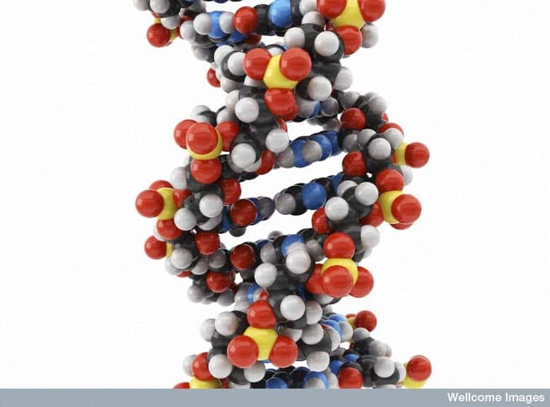 Cette image de la structure tridimensionnelle de l'ADN, en forme de double hélice, est devenue un classique pour tous les biologistes. Pourtant, elle n'était pas connue avant le 25 avril 1953, et la découverte de Watson et Crick. © Maurizio de Angelis, Wellcome Images, Flickr, cc by nc nd 2.0