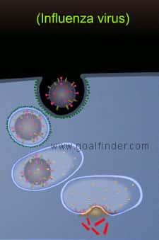 Ce schéma reprend brièvement le processus d'endocytose qui se produit dans le cas d'une infection par le virus de la grippe. Après fixation sur la cellule, la membrane s'invagine et le virus est alors enfermé dans une vésicule : un endosome. Une fois à l'intérieur de la cellule, le virus va fusionner avec la membrane et son génome va être relargué dans le cytoplasme. C'est ce mécanisme qui pourrait être enrayé. © Gfinder, Flickr, cc by nc sa 2.0
