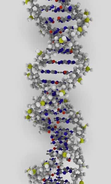 Le VIH est un virus à ARN. Mais grâce à son enzyme, la rétrotranscriptase, il est capable, une fois dans une cellule, de former des brins d'ADN qui s'intègrent ensuite dans le génome de l'hôte. Parfois, il forme des réservoirs viraux et même si la quasi-totalité du VIH circulant est éliminé, le virus reste présent dans l'organisme sous une forme très difficile à éliminer. © Ynse, Wikipédia, cc by sa 2.0