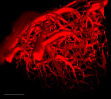 Cette image, prise grâce au colorant Lem-PHEA, révèle la structure vasculaire du cerveau de souris, avec une précision inégalée de l’ordre du micromètre. © B. van der Sanden et F. Appaix, Institut des neurosciences de Grenoble