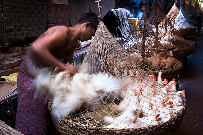La grippe aviaire H7N9 a souvent frappé depuis les marchés aux oiseaux dans les grandes villes chinoises. Alors que l'épidémie touche l’ensemble du pays, les autorités craignent qu'elle ne s'étende aux pays voisins... © Jorge Royan, Wikimedia Commons, cc by sa 3.0