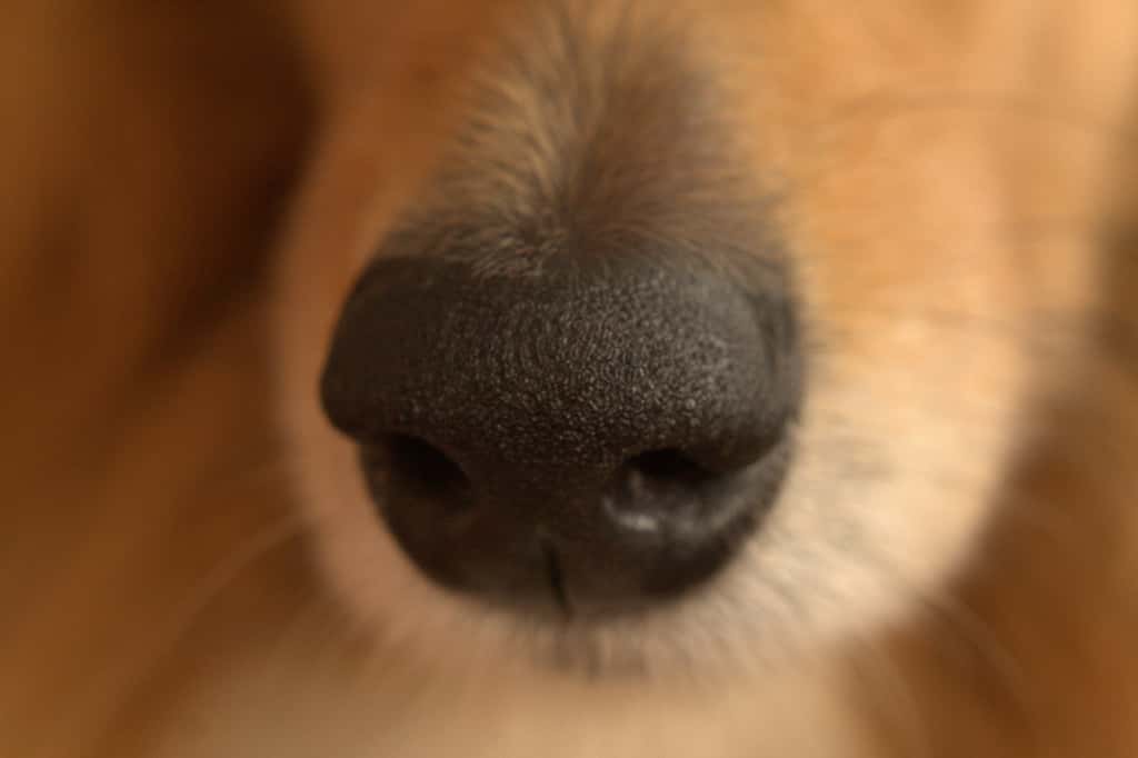 L’odorat des chiens est très bon. Il serait 10.000 à 20.000 fois plus développé que celui de l'Homme. © ptc24, Flickr, cc by 2.0