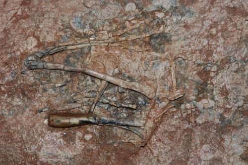 Plusieurs des os d'<em>Aorun zhaoi</em>  trouvés en Chine composaient ses membres antérieurs (carpes, métacarpes, etc.). Ils sont visibles sur cette photographie. © James Clark, université George Washington