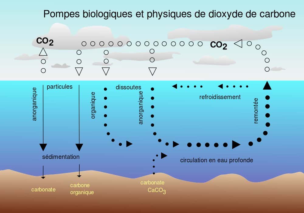 L'océan absorbe 40 % du gaz carbonique émis dans l'atmosphère de façon anthropique. Le CO<sub>2</sub> pénètre en profondeur par la circulation thermohaline : c’est la pompe physique (à droite), basée sur un mécanisme de circulation en eau profonde. Mais le CO<sub>2</sub> est aussi consommé en surface par le plancton, ce qui le transforme en biomasse. C’est la pompe biologique (à gauche), qui consomme le carbone sous forme de particules organiques : une partie devient du carbone organique dissous, sédimente puis s'enfouit dans le fond océanique. © Isaac Sanolnacov, cc by sa 3.0