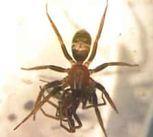 La <em>Micaria sociabilis </em>peut se trouver en Espagne, en France, en Italie, mais aussi en Europe centrale. La biologie et l'écologie de cette araignée sont très mal connues. © Springer