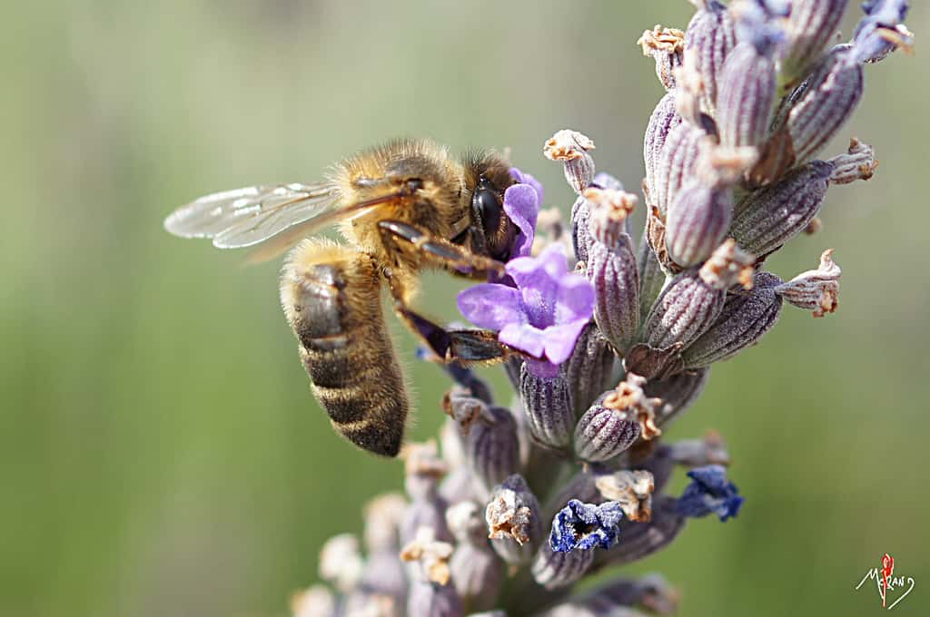 Les cinq régions du Sud de la France regroupent 43 % des apiculteurs, 51 % des ruches et 52 % de la production de miel. © laurentmorand, Flickr, cc by nc nd 2.0