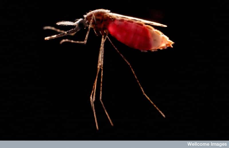 Le moustique <em>Anopheles stephensi</em>, ici avec l'abdomen empli de sang, est l'un des vecteurs du paludisme. © Hugh Sturrock, <em>Wellcome Images</em>, Flickr, CC by-nc-nd 2.0