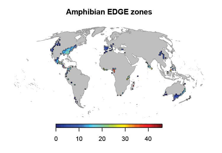 Cartographie mondiale de la richesse en espèces d'amphibiens présentant des traits évolutifs uniques, et qui sont menacées d'extinction. © Safi <em>et al.</em>, 2013, <em>Plos One</em>