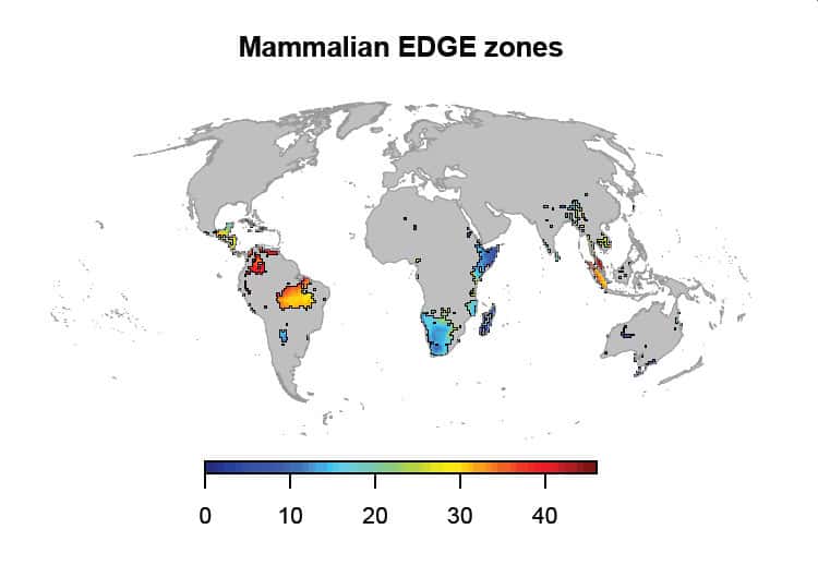 Cartographie mondiale de la richesse en espèces de mammifères qui présentent des traits évolutifs uniques et qui sont menacées d'extinction. © Safi <em>et al.</em>, 2013, <em>Plos One</em>