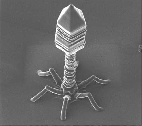 Les bactériophages sont des virus ayant cette forme caractéristique. Chacun d'entre eux est spécifique à une seule espèce bactérienne. © Magoo0311, Flickr, cc by 2.0