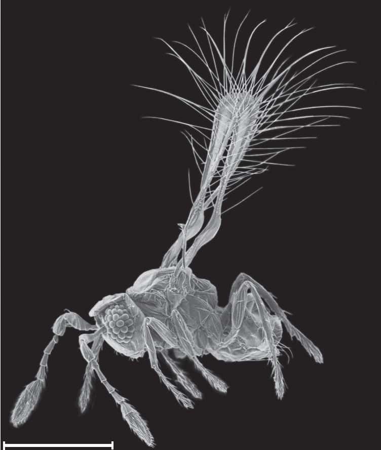 <em>Tinkerbella nana</em>, alias fée Clochette, discret insecte d'un quart de millimètre de longueur, vu au microscope électronique à balayage. © John T. Huber