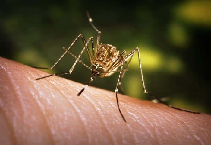 Les moustiques du genre <em>Culex</em> sont les vecteurs du virus du Nil occidental, et transmettent le plus souvent le pathogène des oiseaux infestés à l'Homme. © J. Gathany, CDC, DP