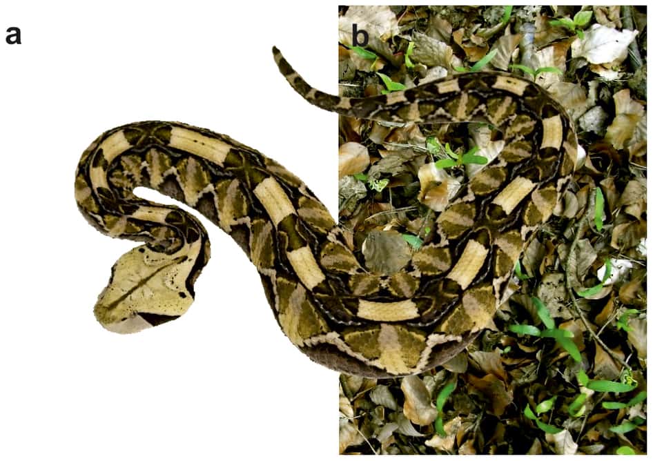 Les motifs et les couleurs de la peau de la vipère du « Gabon de l'Ouest » font de cet animal l'un des serpents les plus doués en camouflage. © Marlene Spinner <em>et al.</em>, 2013, <em>Scientific Reports</em>