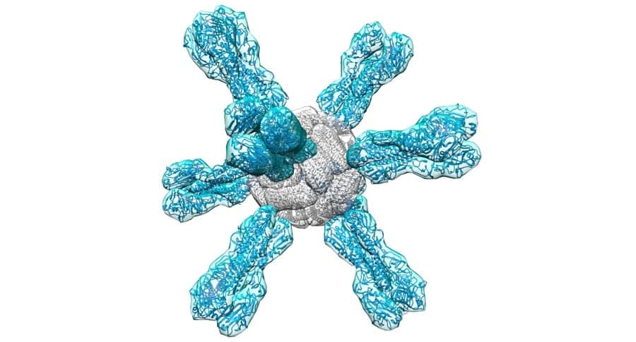La nanoparticule conçue par les chercheurs américains se compose d'un cœur de ferritine (en gris) surmonté de huit fragments d'hémagglutinine, la protéine de surface du virus de la grippe. Une fois fusionnées, ces deux types de protéines déclenchent une immunité forte plus efficace, et surtout plus large que les vaccins classiques contre la grippe. © M. Kanekiyo, J. Boyington, G. Nabel, <em>Nature</em>, 2013