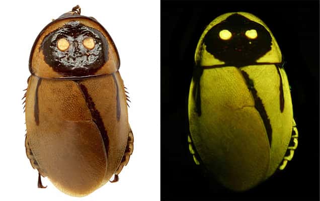 <em>Lucihormetica luckae </em>est exceptionnel par sa taille (24 mm), et par son imitation parfaite de la lumière émise par des coléoptères toxiques du genre <em>Pyrophorus. </em><em>©</em> Vršanský <em>et al.</em>, 2012, <em>Naturwissenschaften</em>
