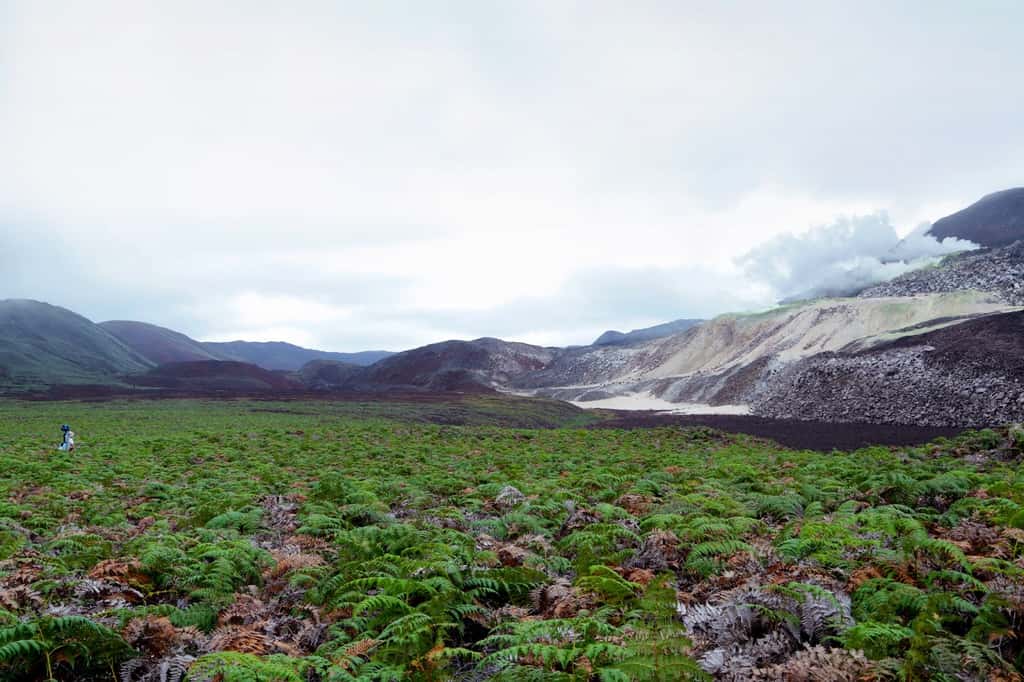Daniel Orellana, de la fondation Charles Darwin, traverse un champ de fougères pour atteindre Minas de Azufre, une mine naturelle de soufre sur le sommet de la Sierra Negra, un volcan actif sur l'île Isabela. © Google