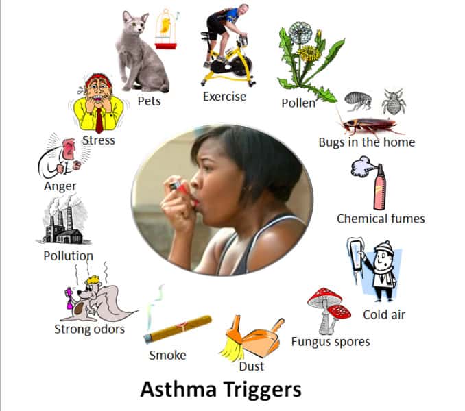 Les situations qui déclenchent de l'asthme sont très diverses : exercice physique, pollen, produits chimiques, moisissures, poussière, pollution, animaux, etc. L’énervement et la fatigue peuvent aussi le provoquer. © 7mike5000, <em>Wikimedia Commons</em>, cc by sa 3.0