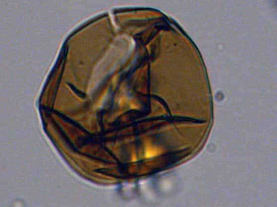 Un dinoflagellé (un organisme phytoplanctonique) du début de l'Oligocène, c'est-à-dire datant de plus de 33 millions d'années. Il a été trouvé dans les sédiments issus de carottages en Antarctique. © IODP