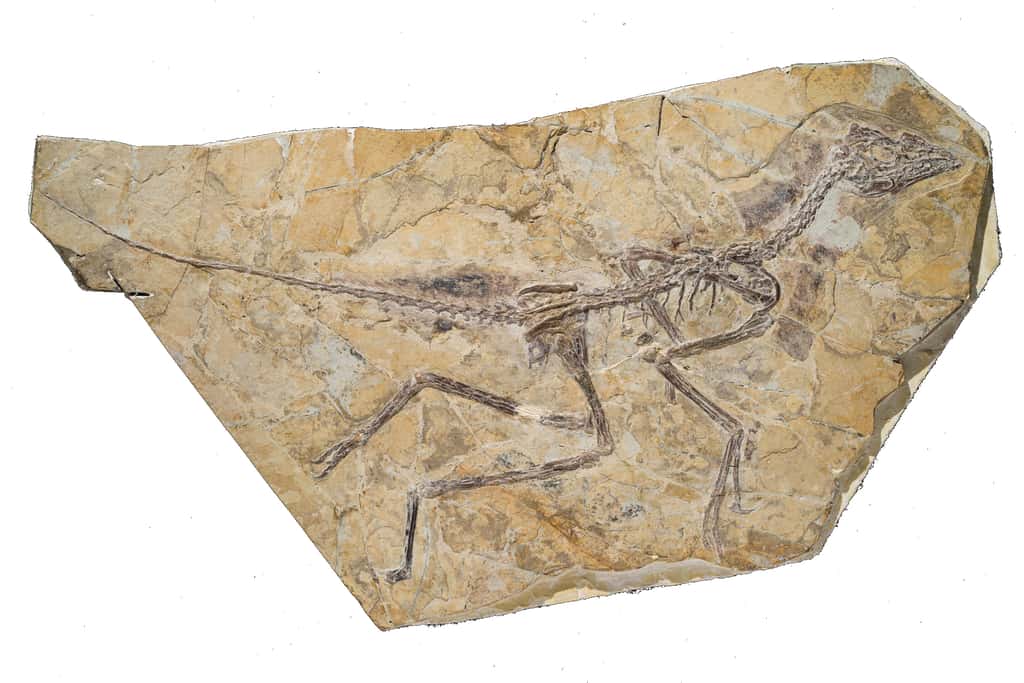 Le fossile d'<em>Aurornis xui </em>était conservé dans un musée chinois depuis plusieurs années, sans avoir été étudié. Qui sait combien de trésors renferment encore de telles institutions ? © Thierry Hubin, IRSNB