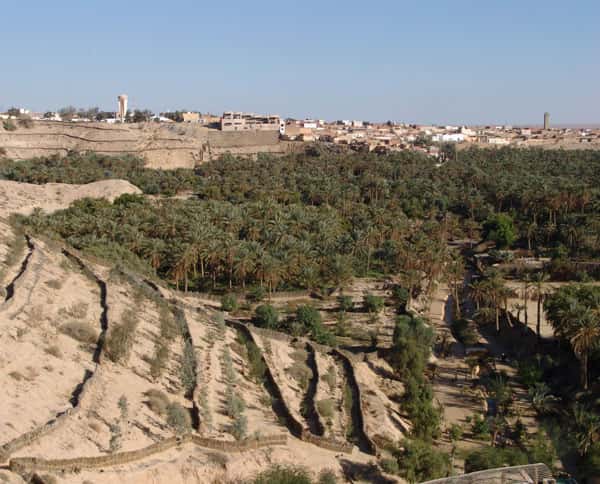 Une oasis en Tunisie. Les oasis se développent autour de sources naturelles. Aujourd'hui, nombre de sources se sont taries. © E. Delaitre, IRD
